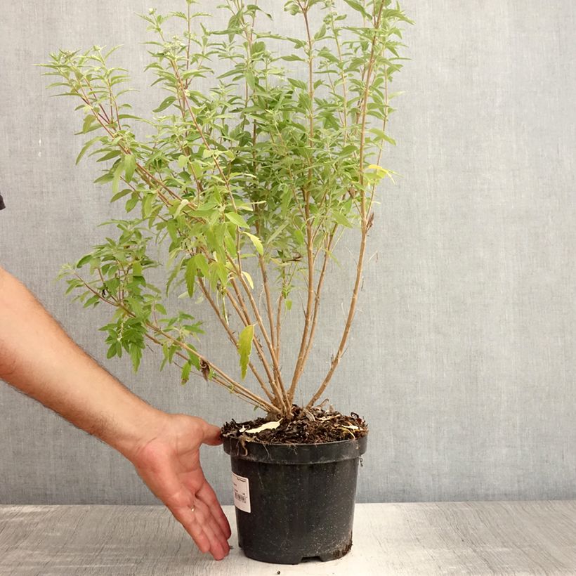 Esemplare di Caryopteris clandonensis Stephi Vaso da 3L/4L consegnato in estate