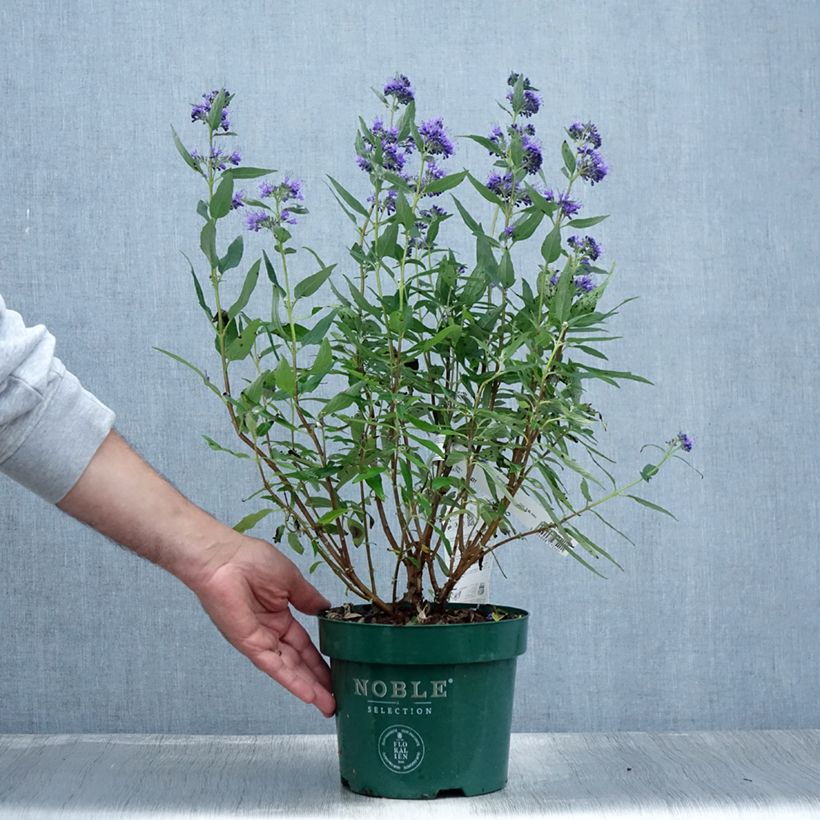 Esemplare di Caryopteris clandonensis Thetis Vaso da 2L/3L consegnato in estate