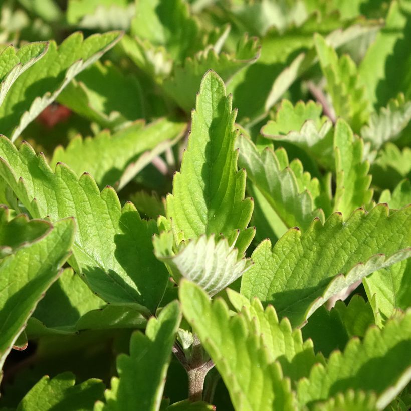 Caryopteris clandonensis Pavilion Pink (Fogliame)