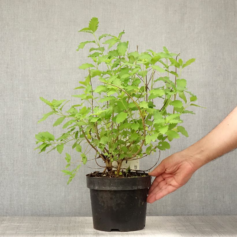 Esemplare di Caryopteris clandonensis Hint of Gold Vaso da 3L/4L consegnato in estate