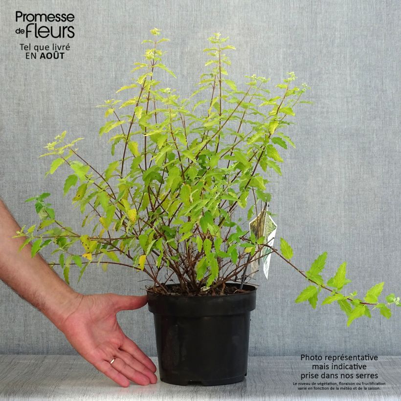 Esemplare di Caryopteris incana Sunny Blue Vaso da 2L/3L consegnato in estate