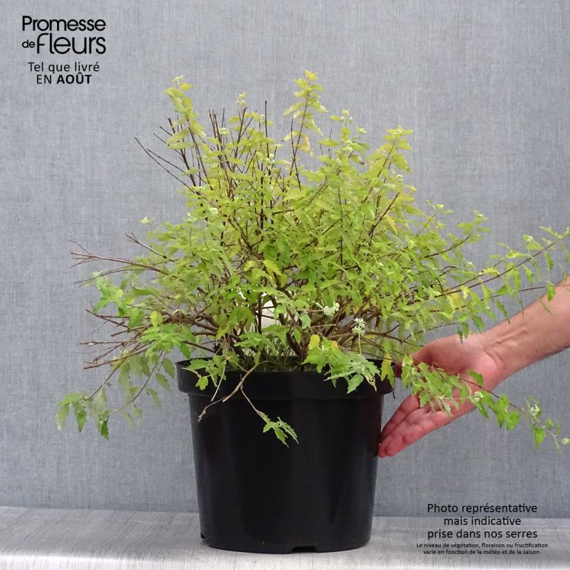 Esemplare di Caryopteris incana Sunshine Blue Vaso da 7,5L/10L consegnato in estate