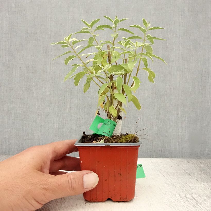 Esemplare di Caryopteris clandonensis White Surprise Vasetto da 8/9 cm consegnato in estate