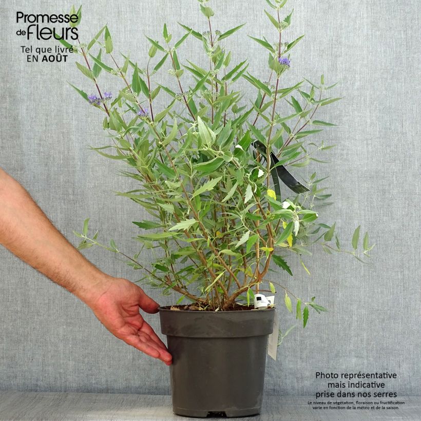 Esemplare di Caryopteris clandonensis Blauer Spatz Vaso da 3L/4L consegnato in estate