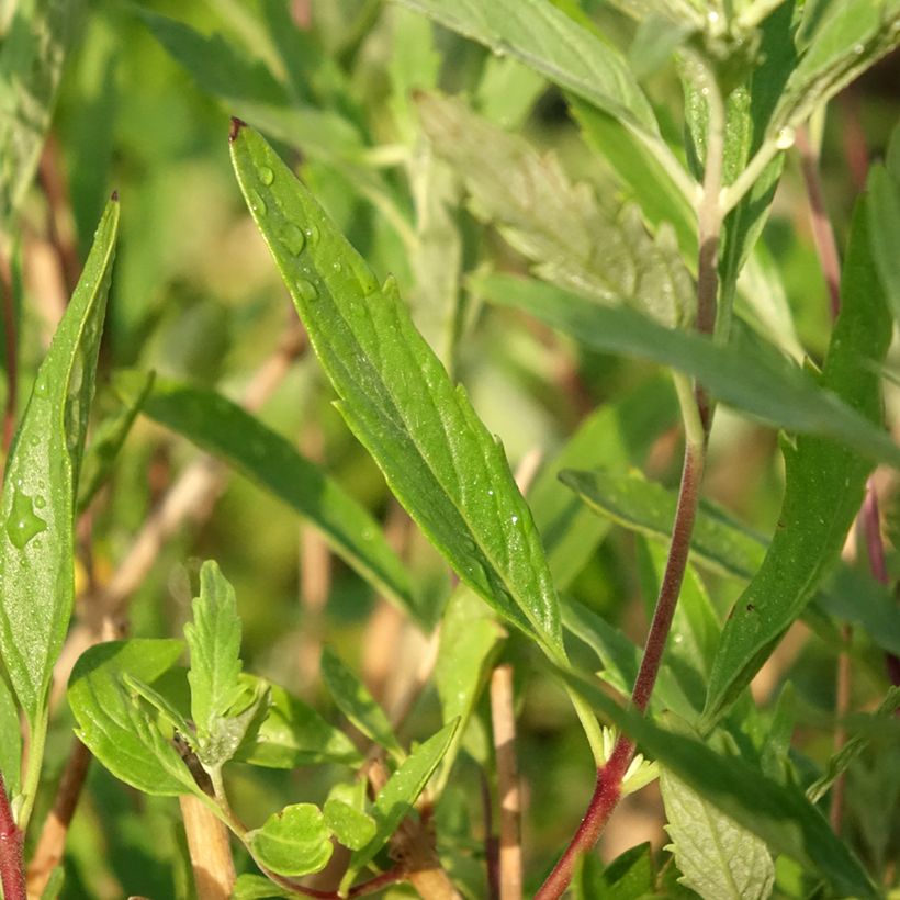 Caryopteris clandonensis Blauer Spatz (Fogliame)