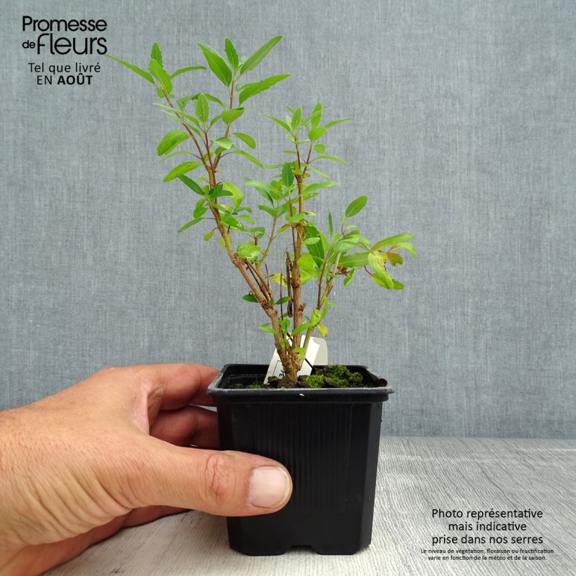 Esemplare di Caryopteris clandonensis Camara Dark Blue Vasetto da 8/9 cm consegnato in estate
