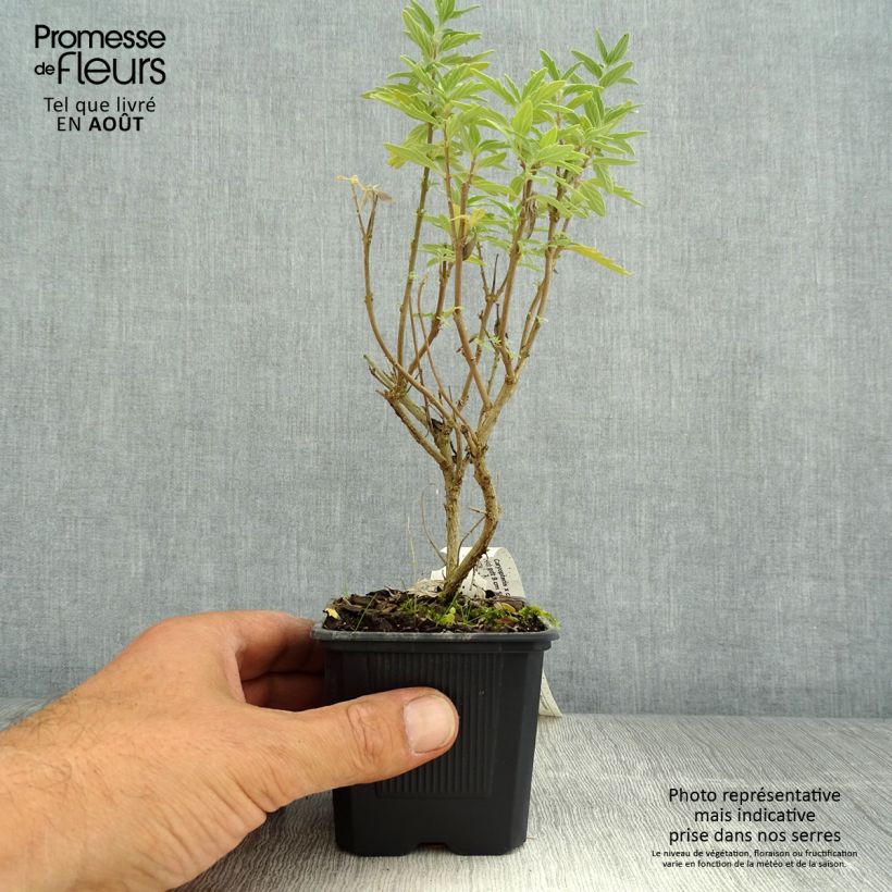 Esemplare di Caryopteris clandonensis Pavilion Pink Vasetto da 8/9 cm consegnato in estate