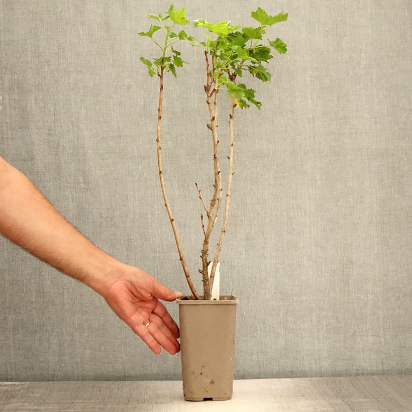 Esemplare di Ribes x nidigrolaria ConfiBeere Jodeli - Josta Vaso da 1,5L/2L, A cespuglioAltezza consegnata circa 30/40cm consegnato in estate