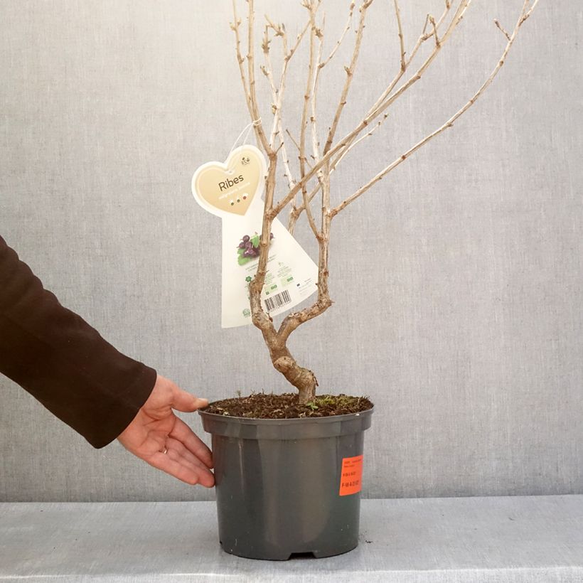 Ribes x nidigrolaria Jostaberry - Josta Vaso da 4L/5L esemplare consegnato in inverno