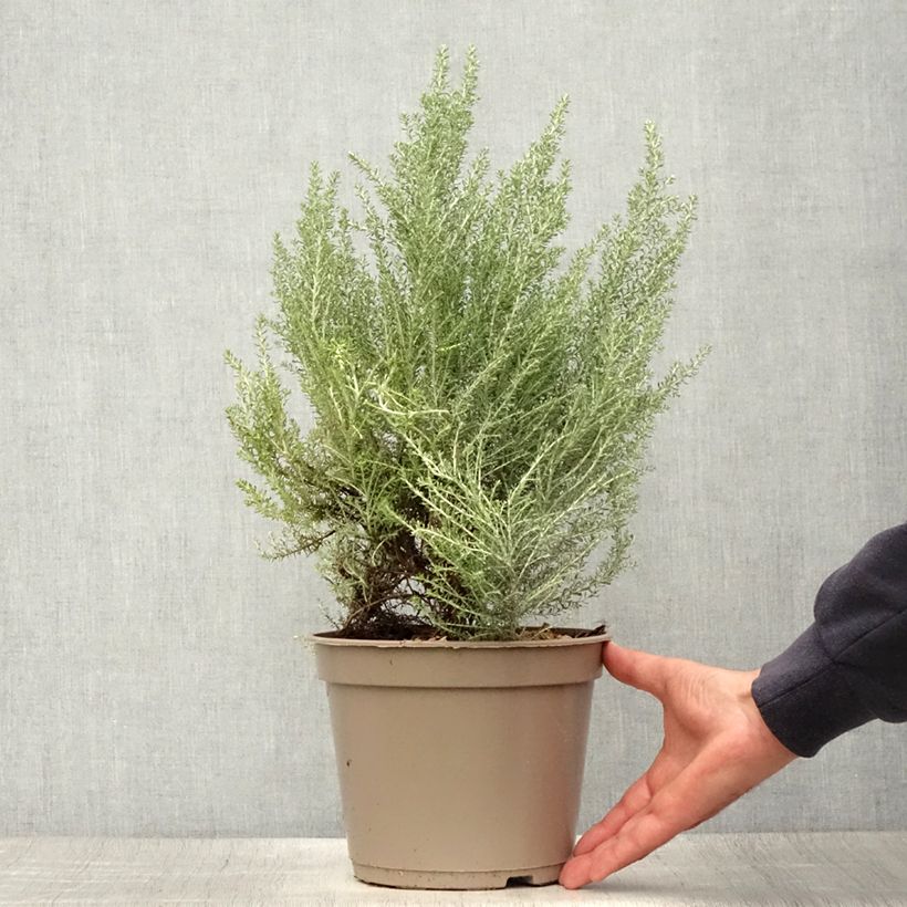 Esemplare di Cassinia retorta Ward Silver Vaso da 3L/4L consegnato in estate