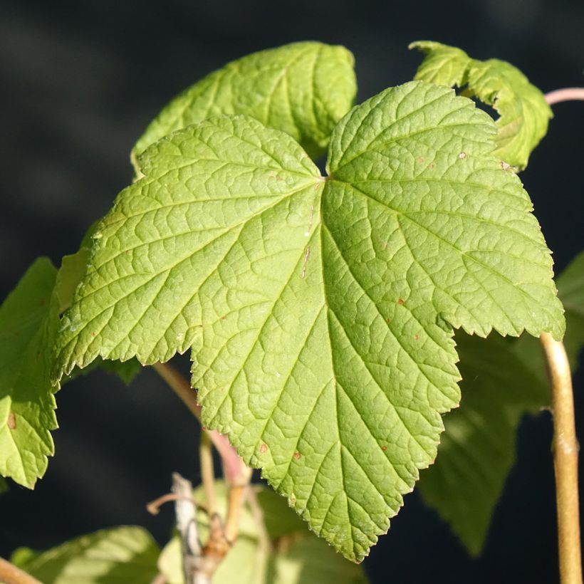 Ribes nero Andega Bio (Fogliame)