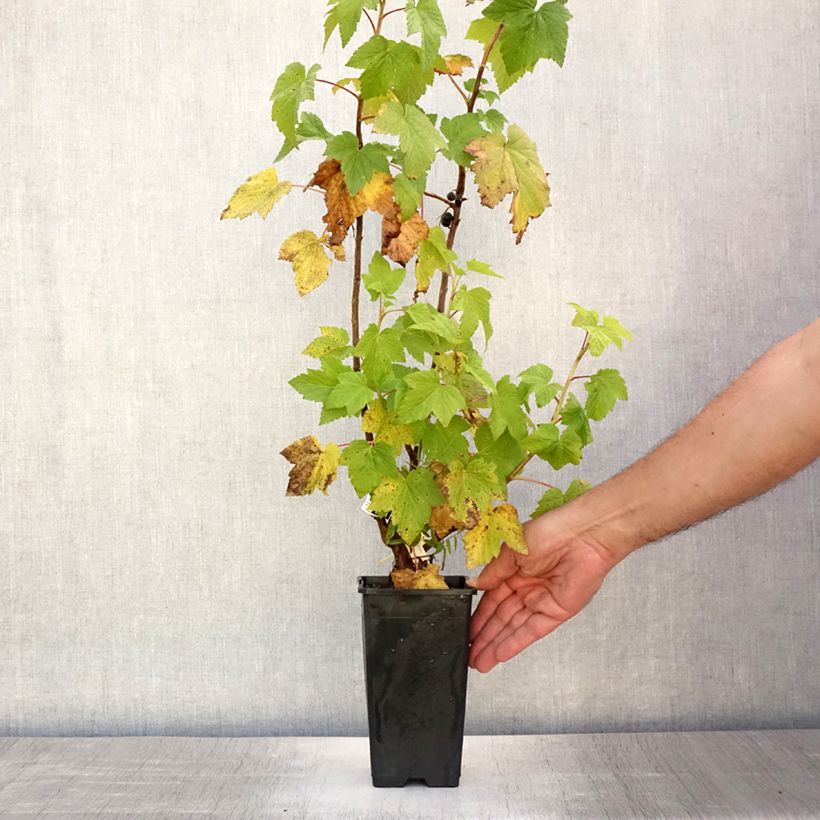 Esemplare di Ribes nero Black Down Vaso da 1L/1,5L, A cespuglio consegnato in estate