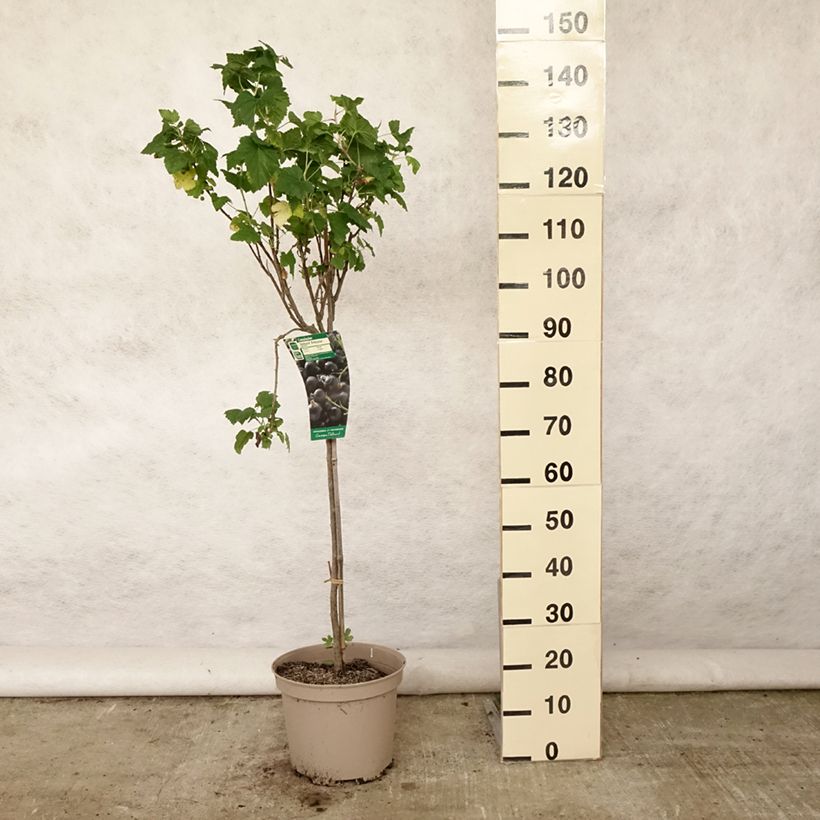 Esemplare di Ribes nero Delbard Robusta delindmoi Vaso da 7,5L/10L, Vaso impalcato basso consegnato in estate
