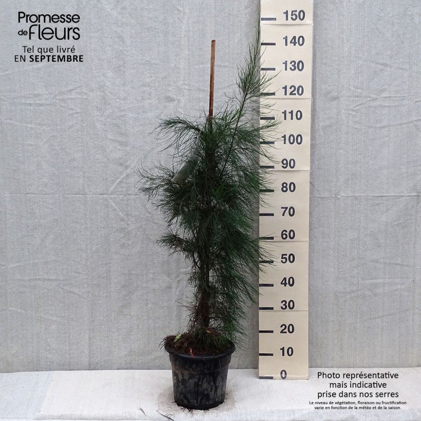 Esemplare di Casuarina equisetifolia Vaso da 7,5L/10L come consegnato in autunno