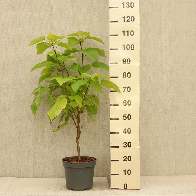 Esemplare di Catalpa bignonioides Aurea - Albero dei sigari Vaso da 4L/5L consegnato in estate