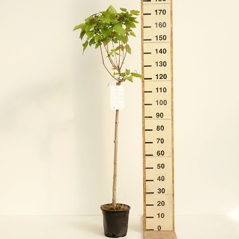 Catalpa bignonioides Nana - Albero dei sigari Vaso da 7,5L/10L esemplare consegnato in primavera
