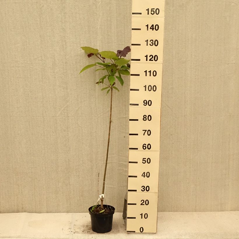 Esemplare di Catalpa erubescens Purpurea - Albero dei sigari Vaso da 3L/4L consegnato in estate