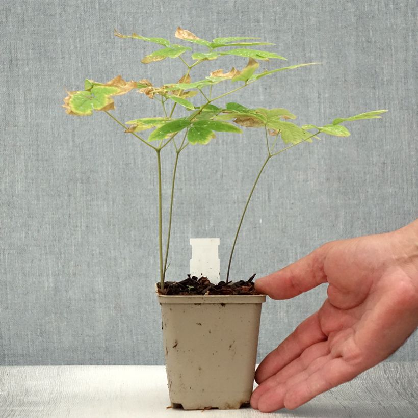 Esemplare di Caulophyllum thalictroides Vasetto da 8/9 cm consegnato in estate
