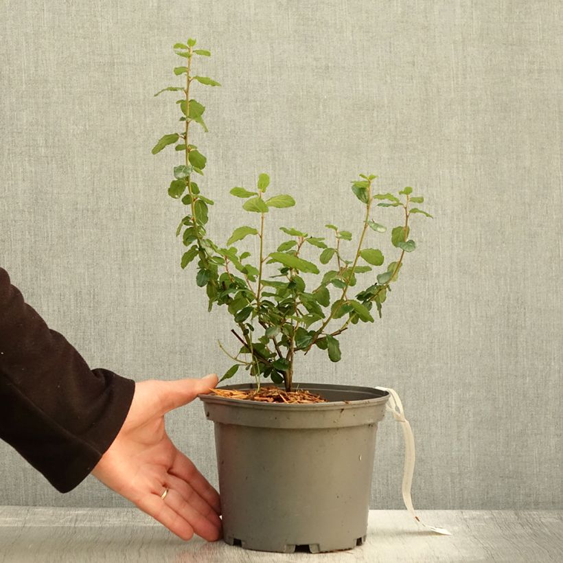 Esemplare di Ceanothus Autumnal Blue Vaso da 2L/3L come consegnato in autunno