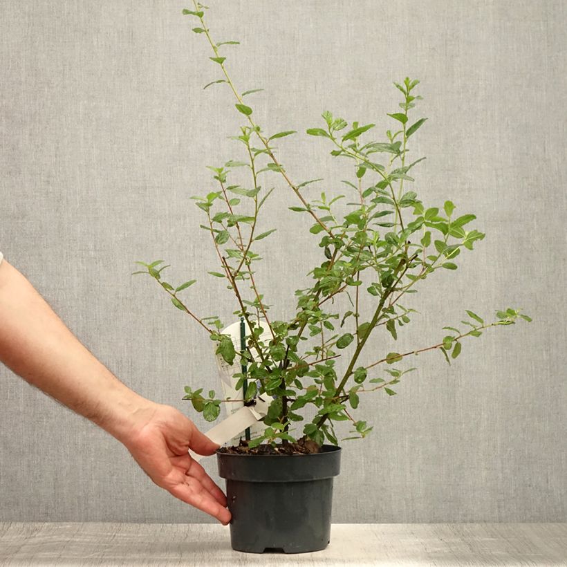 Esemplare di Ceanothus Burkwoodii Vaso da 2L/3L consegnato in estate