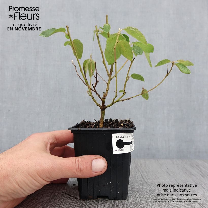 Esemplare di Ceanothus delilianus Gloire de Versailles Vasetto da 8/9 cm come consegnato in autunno