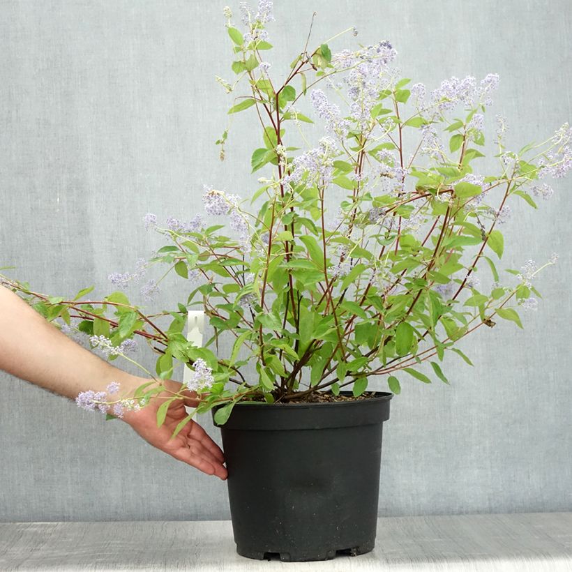 Esemplare di Ceanothus delilianus Gloire de Versailles Vaso da 7,5L/10L consegnato in estate