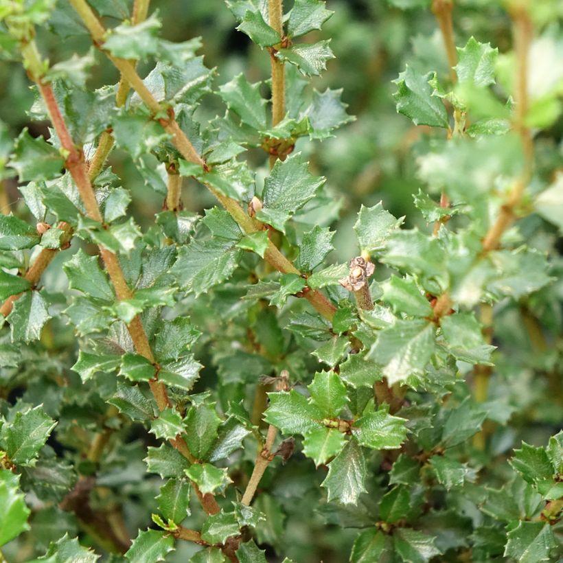 Ceanothus impressus Puget Blue (Fogliame)