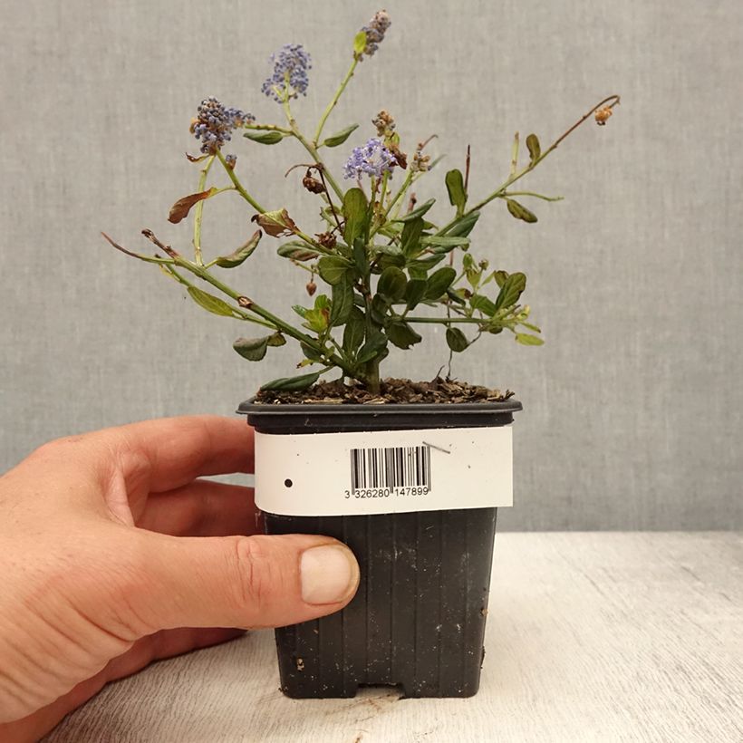 Ceanothus foliosus Italian Skies Vasetto da 8/9 cm esemplare consegnato in primavera