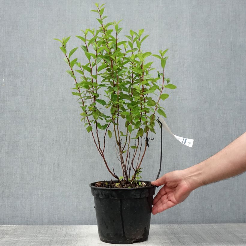 Esemplare di Ceanothus pallidus Marie Rose Vaso da 3L/4L consegnato in estate