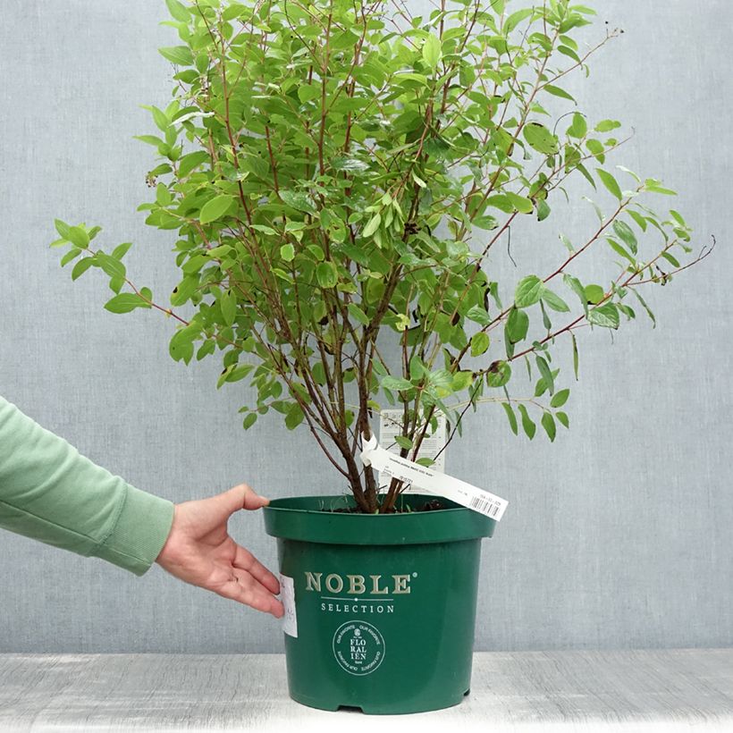 Esemplare di Ceanothus pallidus Marie Rose Vaso da 7,5L/10L consegnato in estate