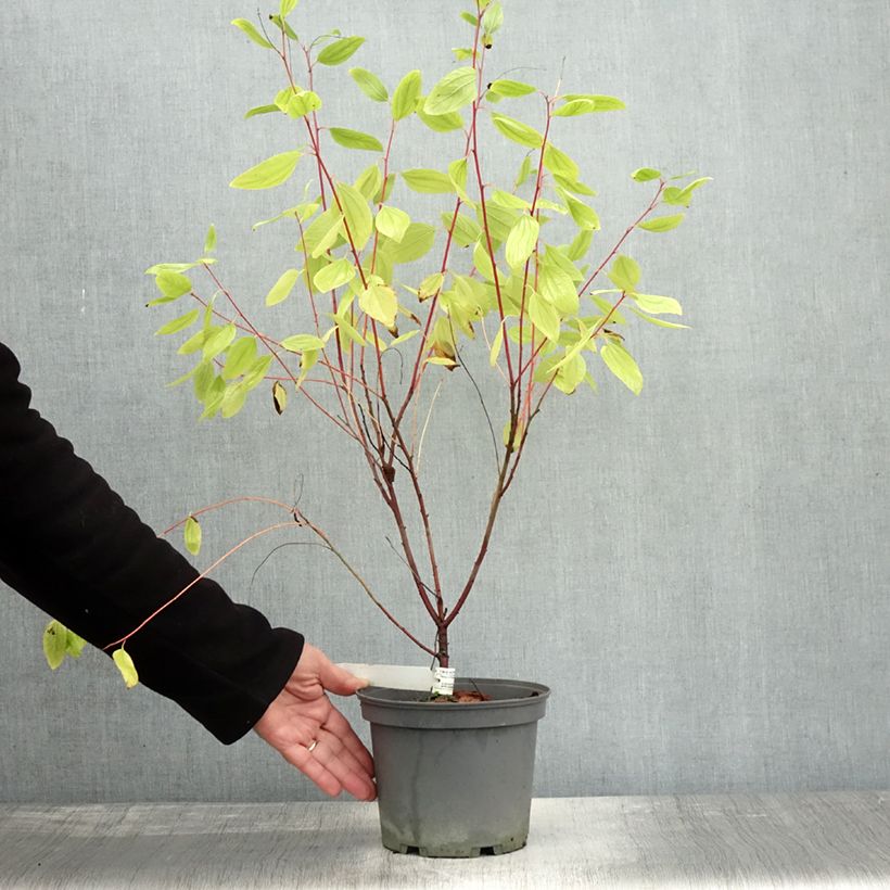 Esemplare di Ceanothus pallidus Marie Simon Vaso da 7,5L/10L come consegnato in autunno