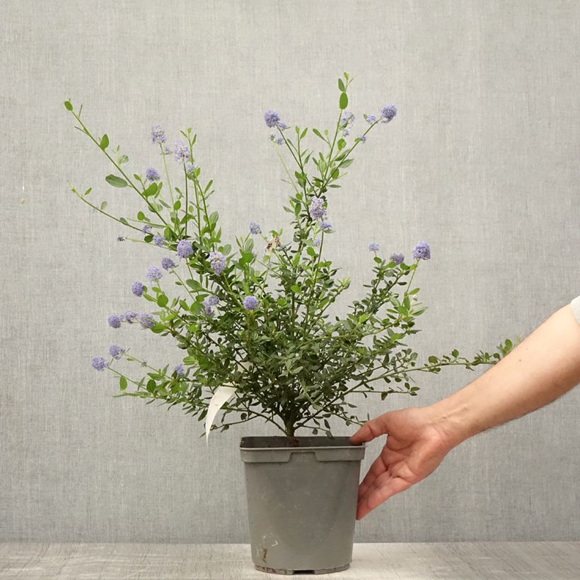 Esemplare di Ceanothus Skylark Vaso da 4L/5L consegnato in estate