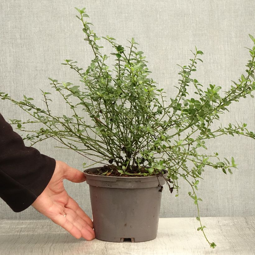 Esemplare di Ceanothus thyrsiflorus Snow Flurries Vaso da 2L/3L come consegnato in autunno