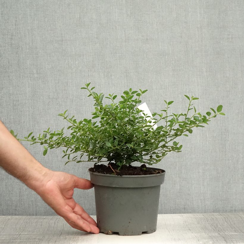 Esemplare di Ceanothus thyrsiflorus Repens Vaso da 2L/3L consegnato in estate