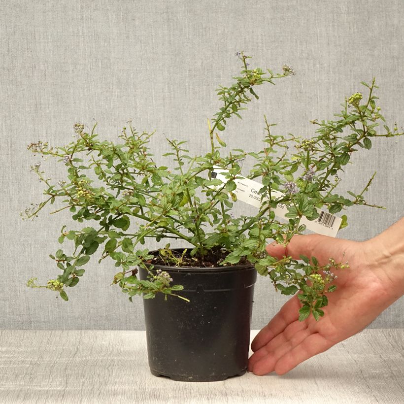 Esemplare di Ceanothus Blue Mound Vaso da 2L/3L consegnato in estate