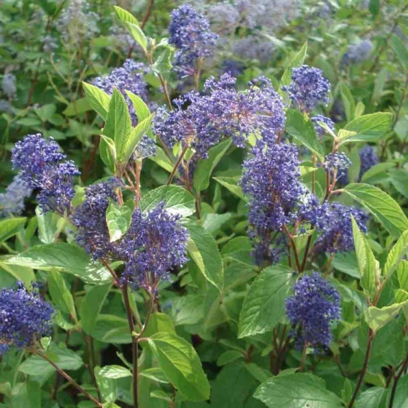 Ceanothus delilianus Henri Desfossé (Fioritura)