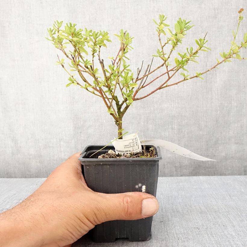 Esemplare di Ceanothus foliosus Italian Skies Vasetto da 8/9 cm consegnato in estate