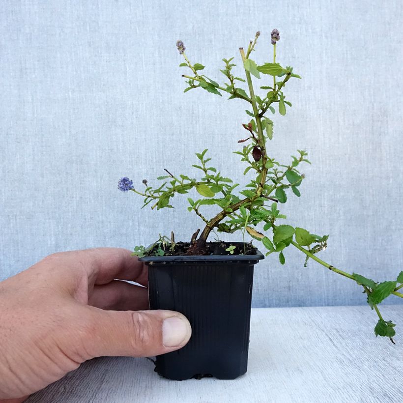 Esemplare di Ceanothus thyrsiflorus Repens Vasetto da 8/9 cm consegnato in estate