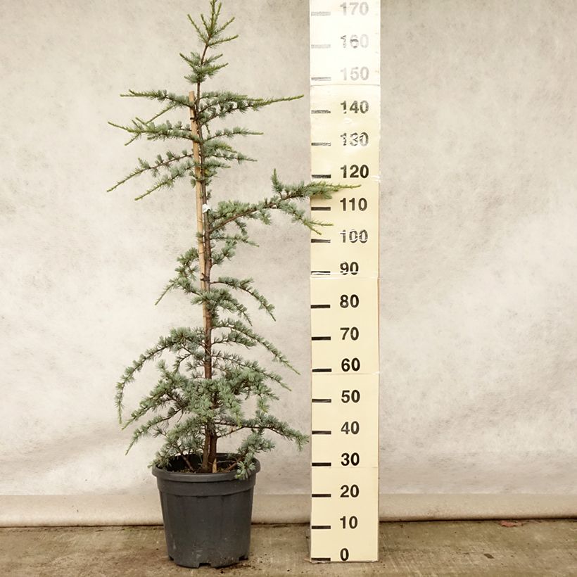 Esemplare di Cedrus libani subsp. atlantica Glauca - Cedro del Libano Vaso da 7,5L/10L consegnato in estate