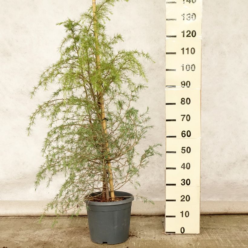Esemplare di Cedrus deodara - Cedro dell'Himalaya Vaso da 12L/15L consegnato in estate