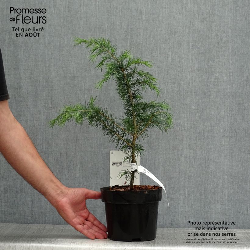 Esemplare di Cedrus deodara - Cedro dell'Himalaya Vaso da 3L/4L consegnato in estate