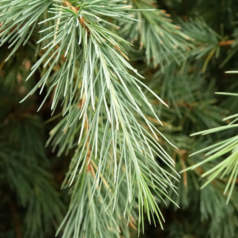 Cedrus deodara Pendula - Cedro dell'Himalaya (Fogliame)