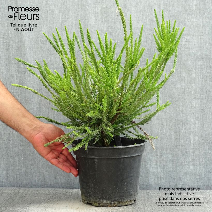 Esemplare di Cryptomeria japonica Araucarioides - Cedro del Giappone Vaso da 4L/5L consegnato in estate