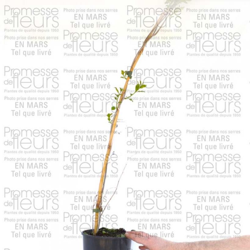 Esempio di esemplare Celastrus scandens Autumn Revolution Vaso da 2L/3L come consegnato