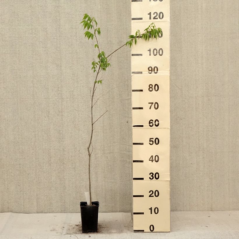 Esemplare di Celtis australis - Bagolaro Vasetto da 8/9 cm consegnato in estate