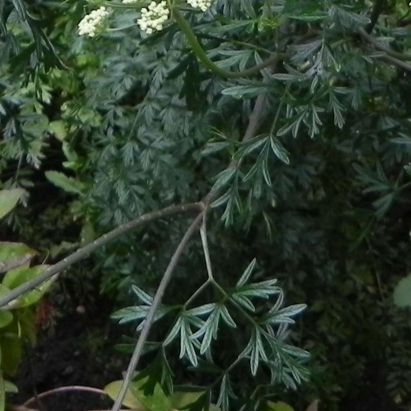 Cenolophium denudatum - Prezzemolo baltico (Fogliame)
