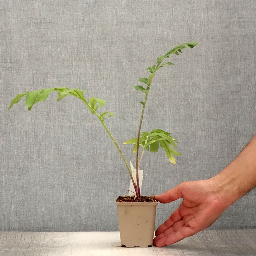 Esemplare di Centaurea dealbata Stenbeergii - Fiordaliso Vasetto da 8/9 cm consegnato in estate