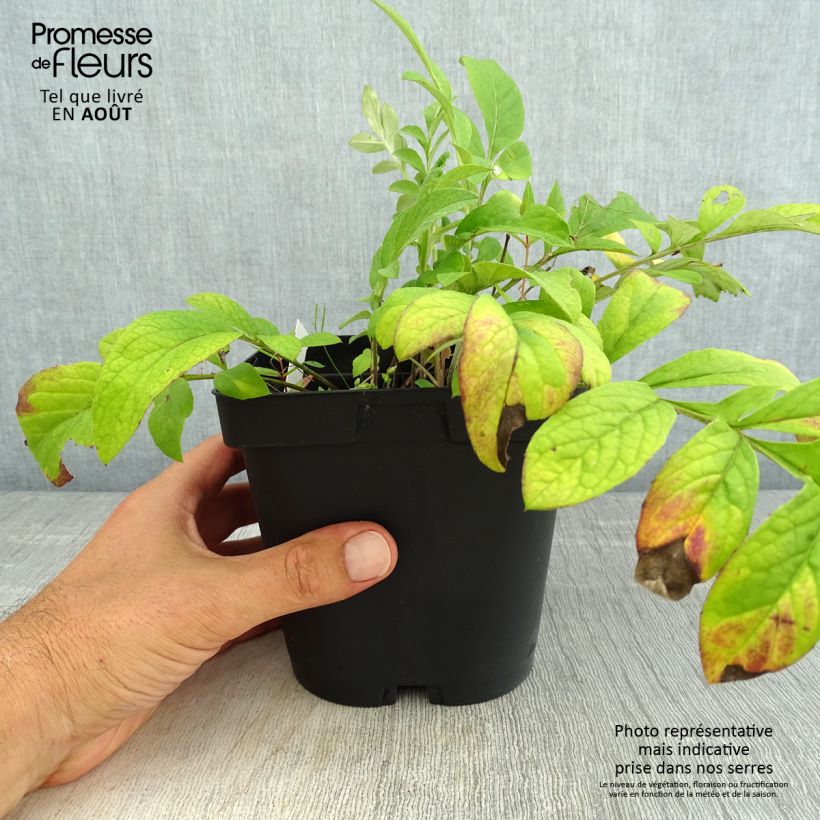 Esemplare di Centaurea dealbata Stenbeergii - Fiordaliso Vaso da 2L/3L consegnato in estate
