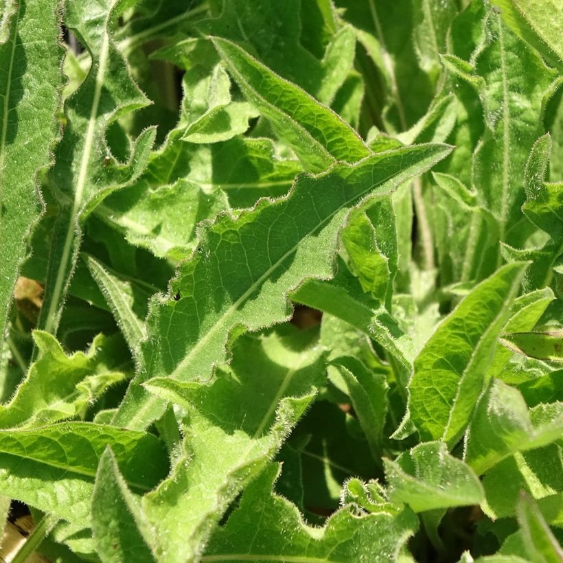 Centaurea jacea - Fiordaliso stoppione (Fogliame)