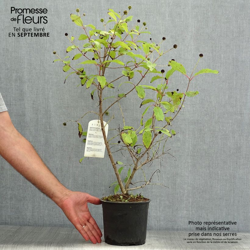 Esemplare di Cephalanthus occidentalis Vaso da 3L/4L consegnato in estate
